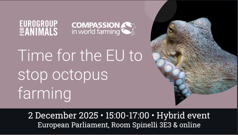 #DerechosAnimales #ProteccionAnimal APDDA defiende prohibir la cría de pulpos en un debate en el Parlamento Europeo: apdda.es/2025/12/apdda-… <a href="/ChesusYuste/">Chesús Yuste</a> <a href="/jorge_pueyo95/">Jorge Pueyo</a> <a href="/nah_gon/">Nahuel González López</a> <a href="/danielsenderos/">Daniel Senderos/♥️</a> <a href="/CIWF_EU/">Compassion in World Farming EU</a> <a href="/INTERcids/">INTERcids</a>