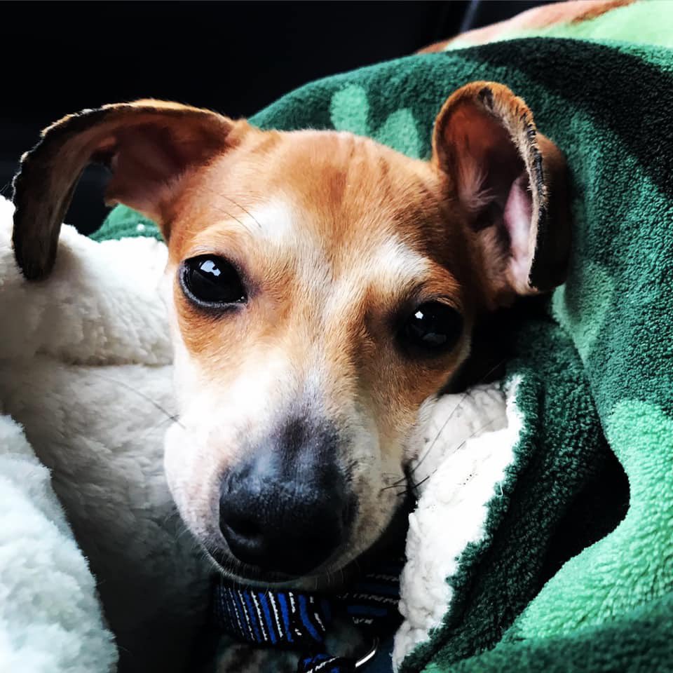 K9BackPack's tweet image. Your dog may be in pain &amp;amp; you don’t know it. Dogs are stoic &amp;amp; hide pain until it is very severe. Signs of pain: not wanting to play or go for a walk, sleeping more, shivering, shaking, not wanting to move, hiding, even biting. 
Photo credit: GetAlongDachshundRescue