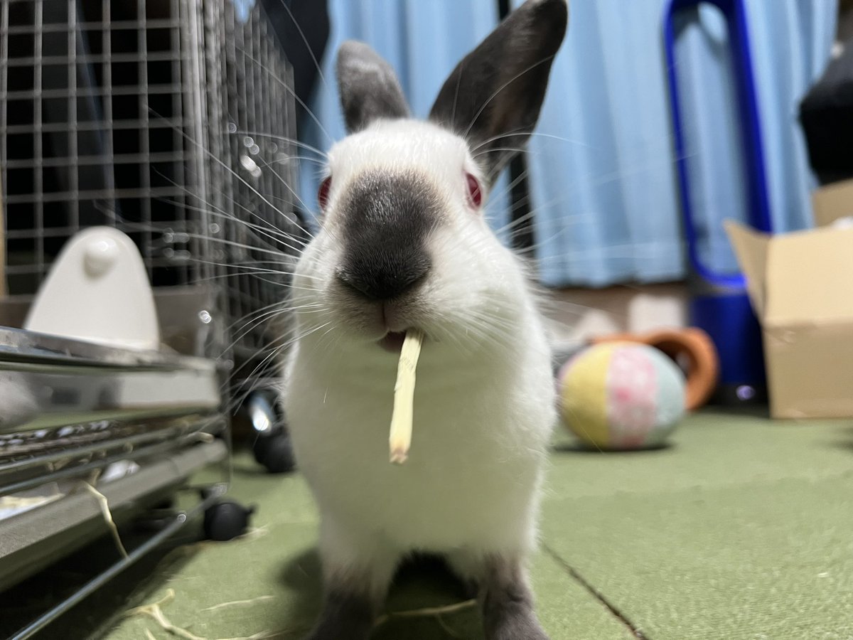 チモチモ
#うさぎ
#ヒマラヤン
#ヒマ日記　530日目