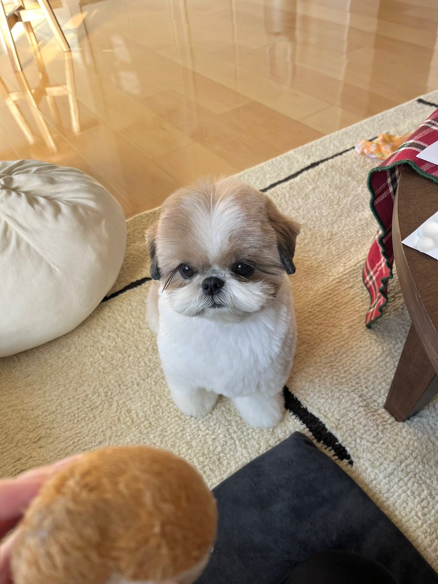 トリミングいってきたｮ〜🎶💈