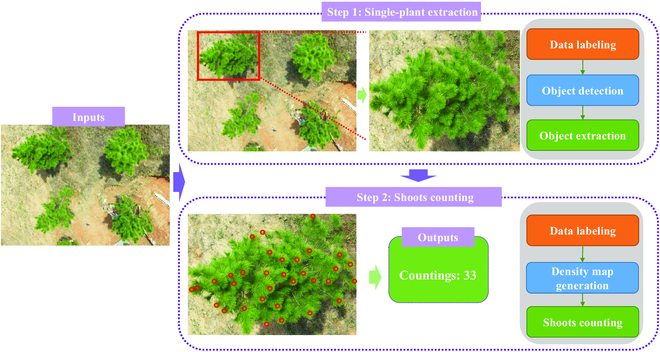 PPhenomics's tweet photo. New study: CountShoots software uses drones &amp; advanced models to count pine shoots easily. It’s accurate, user-friendly, and a game-changer for tree breeding! #TechForNature 
Details: https://t.co/LPDVHTbRKT https://t.co/LiTENXW82Z