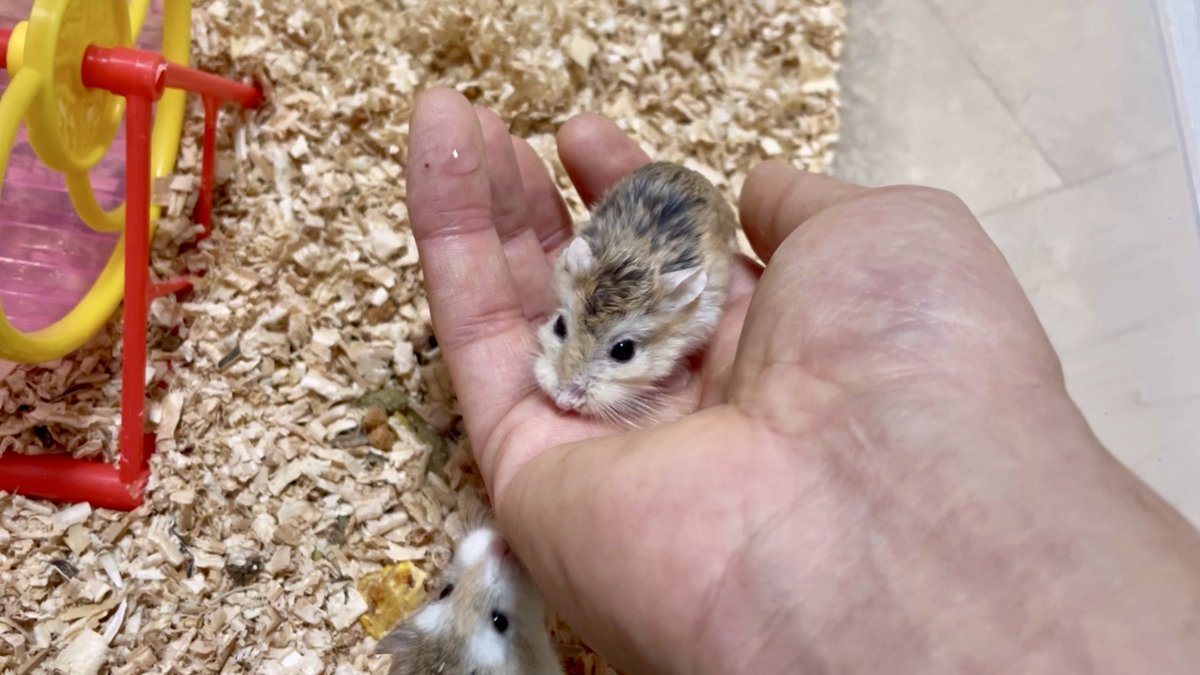 ヨボヨボになってもずっとかわいい