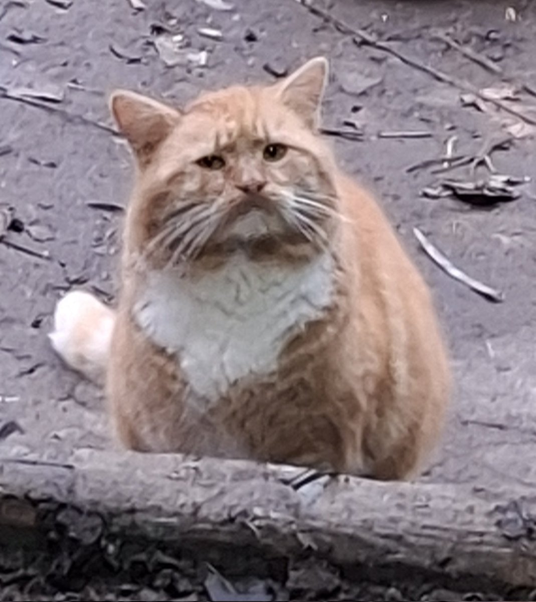 котусіки! дочка і батя