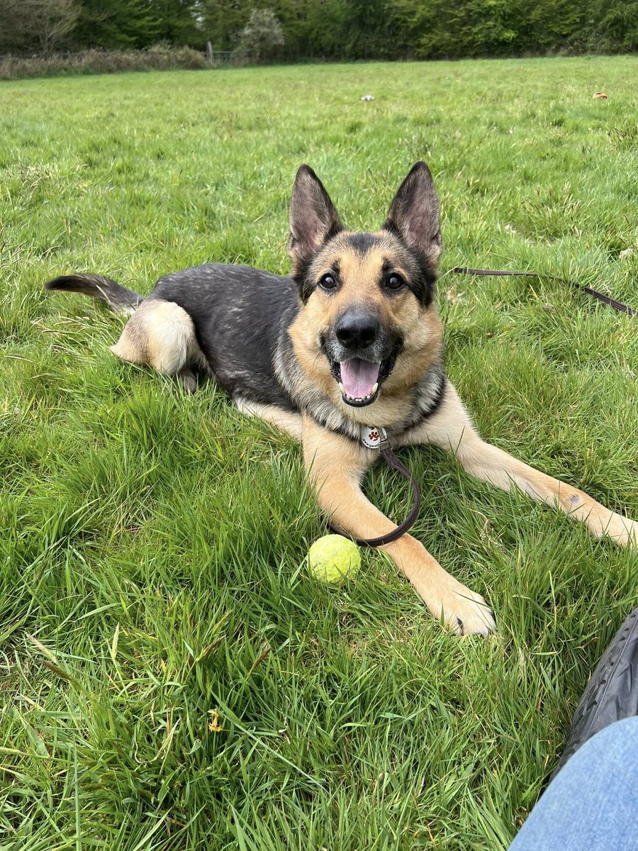 German Shepherd Rescue Elite ( GSRE ) tweet media