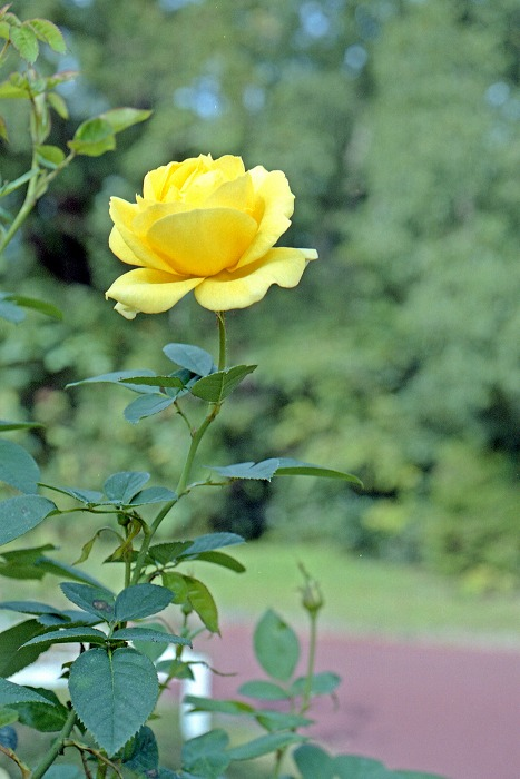 京都府立植物園 「黄色いバラで・・・・」 おやすみなさい