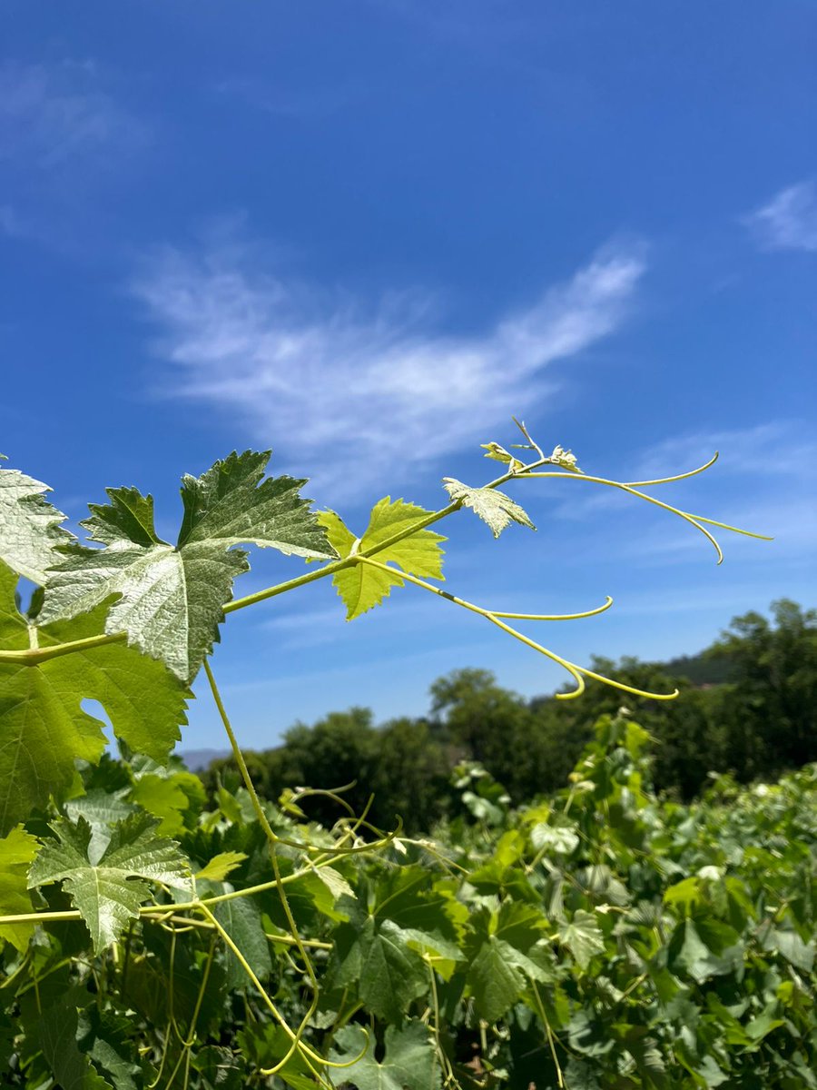 Johann Biermann 🇿🇦 tweet media