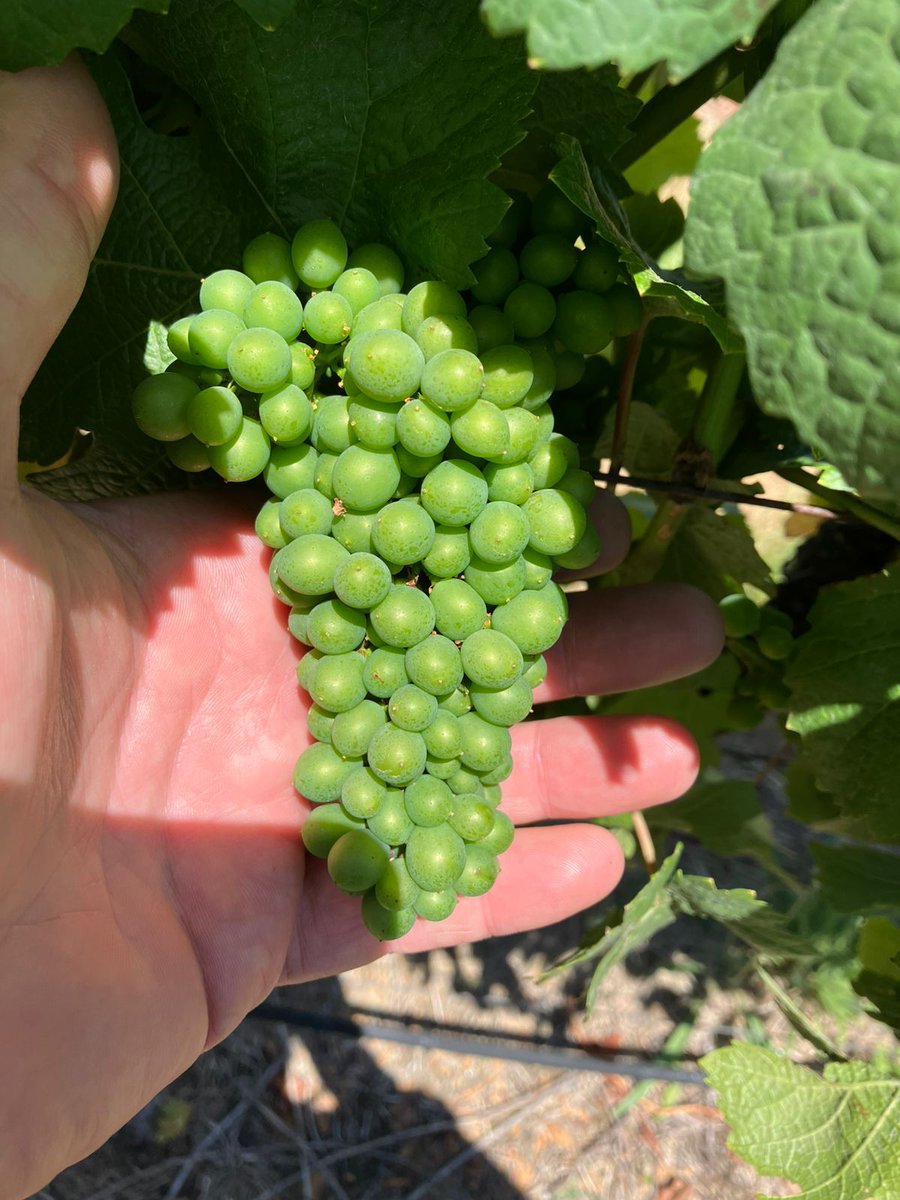 Johann Biermann 🇿🇦 tweet media