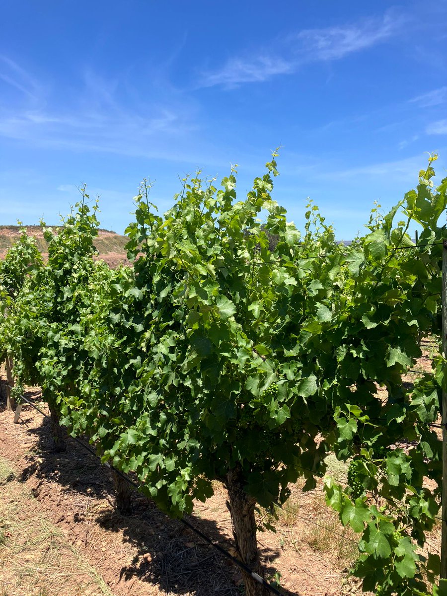 Johann Biermann 🇿🇦 tweet media