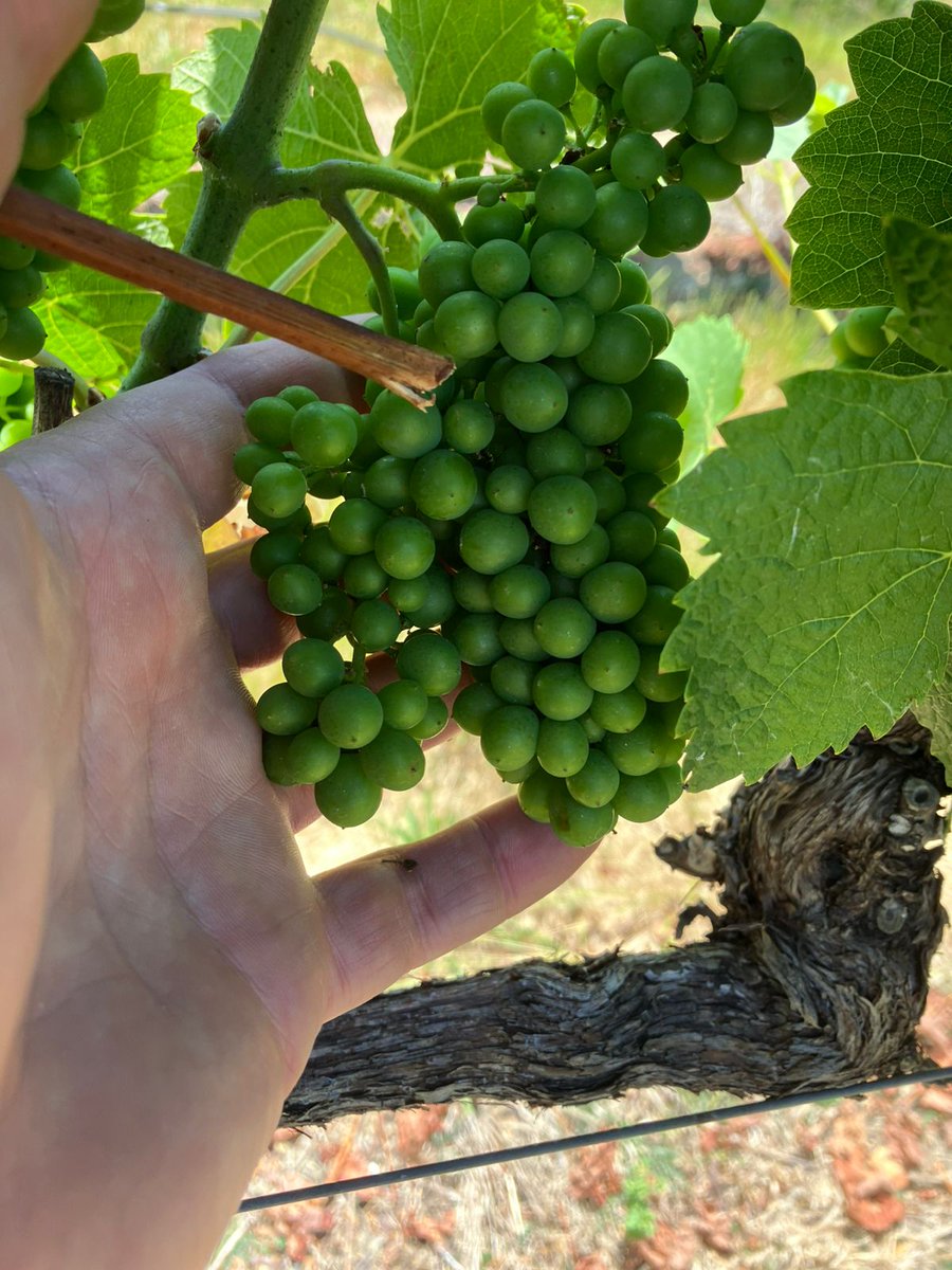 Johann Biermann 🇿🇦 tweet media