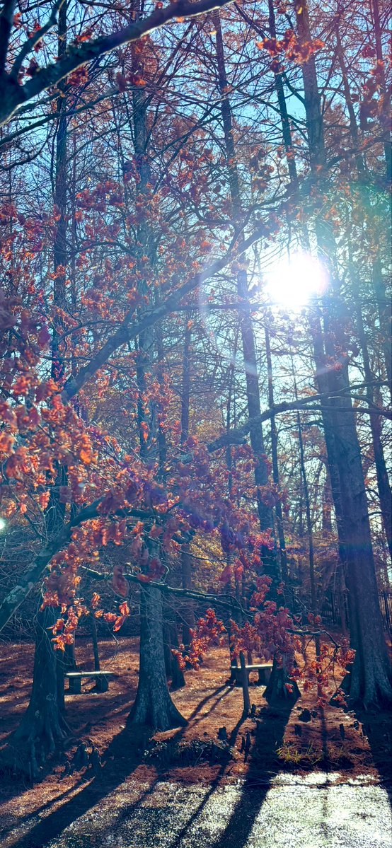 Out here in the Japanese garden, 
We meditate by the peaceful pond, 
Out here we cling to the fading colors of autumn.
 
#Poetry
#NatureLovers
#Maymont