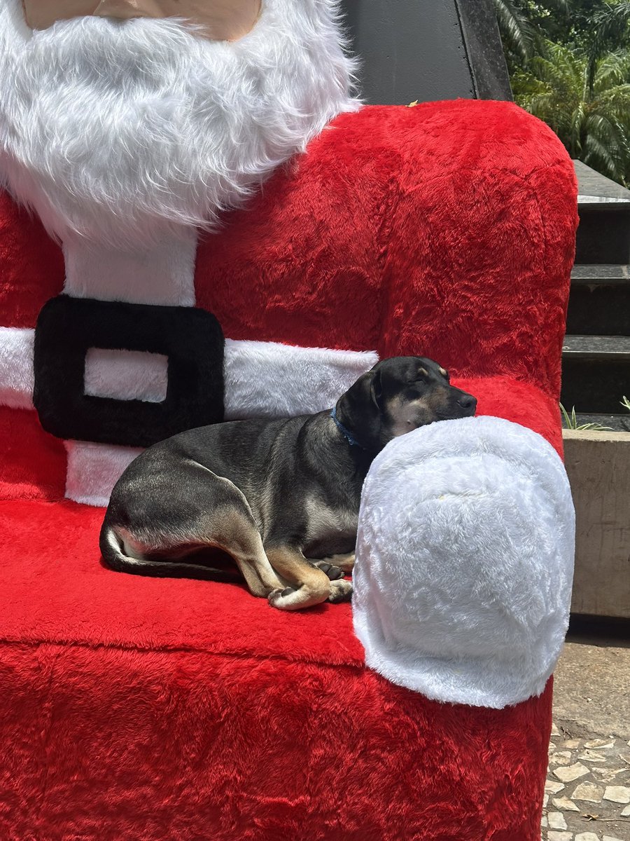 lolovix's tweet photo. pelo menos pra isso essa decoração horrorosa da são bento com a são joão ta servindo jurooooooooo https://t.co/57Ztj3vGFX