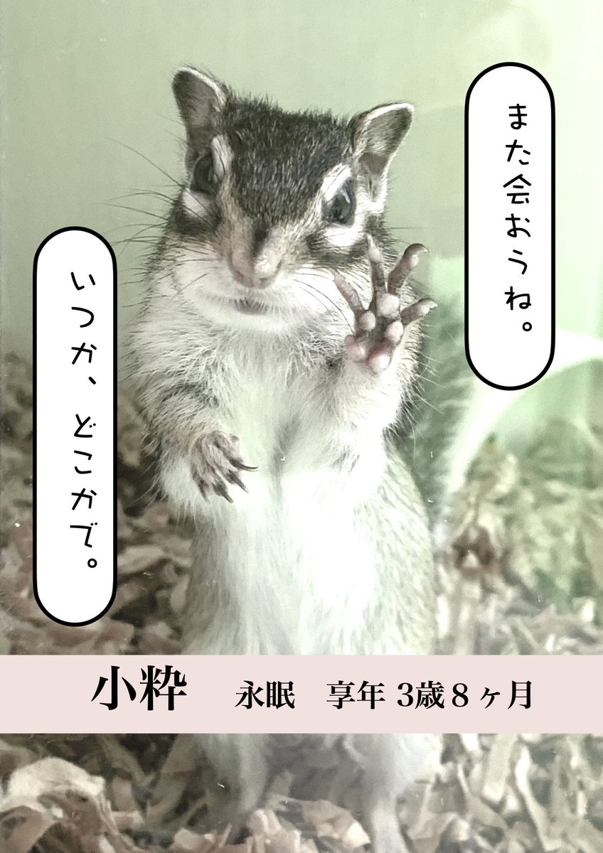 chipmunk_earth's tweet photo. 12月4日12:15

小粋ちゃんが旅立ちました。

3歳8ヶ月。
サニーとチルちゃんの娘です。

先月、おなかに張り。
複数の獣医にかかるも原因不明のため公表を控えていました。

手は尽くしましたが力及ばず。

突然のお別れのご報告となってしまいましたことを深くお詫び申し上げます。 https://t.co/N2kAMuIToW