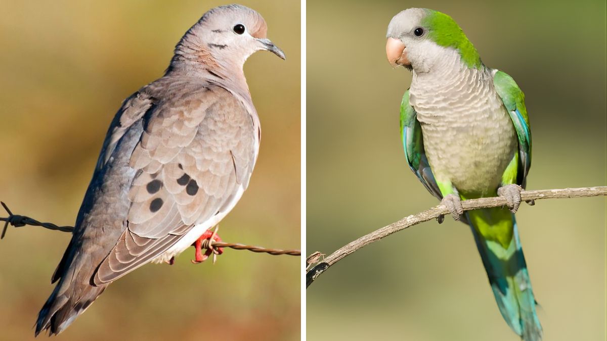 A seguir esperando. Santa Fe posterga la declaración de plaga para palomas y cotorras.
Pero empiezan acciones en territorio: mañana 5/12 reunión con productores en Avellaneda
👉aireagro.com.ar/actualidad/pal…