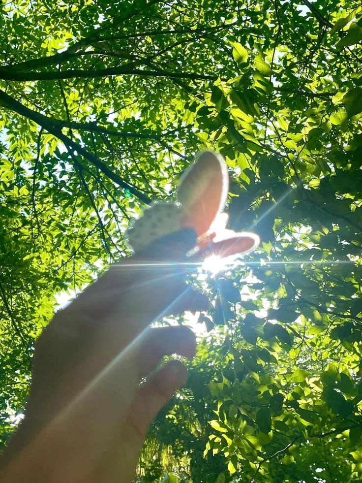 olivia_smi4051's tweet image. "Let your spirit soar with nature’s beauty ✨🦋 #ChasingSunlight"
#ButterflyMagic #NatureLover #SunshineVibes #InTheMoment #FeelTheLight #WildAtHeart #FlyFree #NaturePhotography #SummerDays #GreeneryVibes