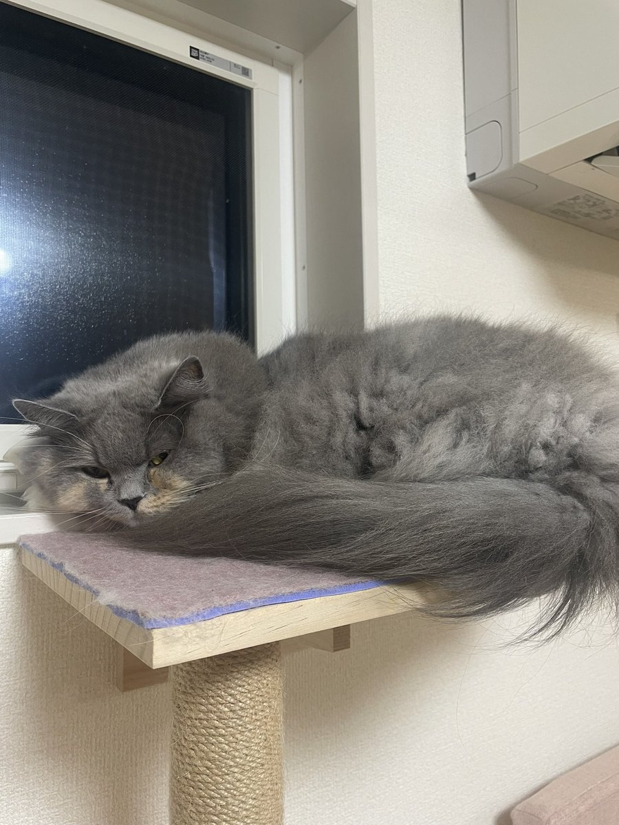 B6ZESPL's tweet photo. カナブンロードスターと猫✖️2 https://t.co/L1E5ip9p0A