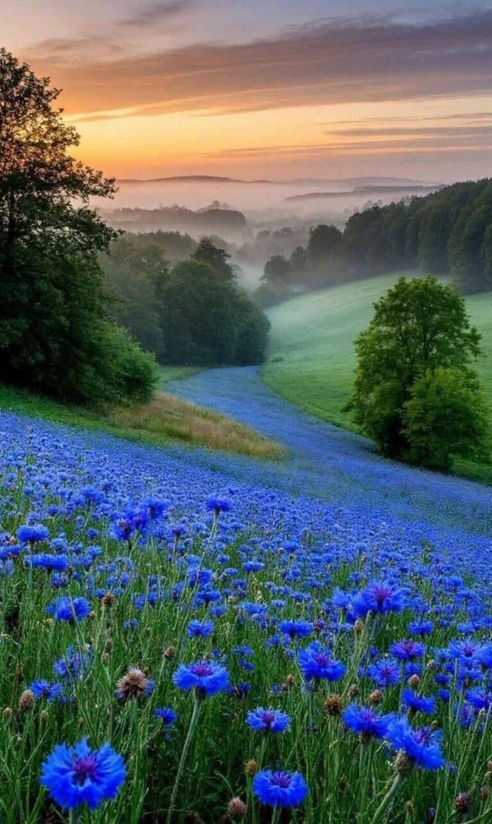 Nolan8981256421's tweet photo. Good morning,👋 have a nice day !🌺🍀💐 https://t.co/kCzlAW4brg