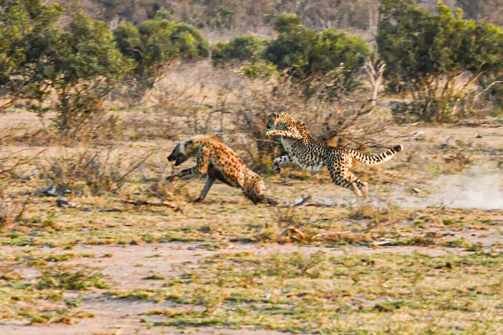 LatestWildTings's tweet photo. Hyena Has a Close Call After Startling Two Cheetahs
Even the fastest predators can surprise us with their boldness. Two cheetahs showed that speed and courage can make even a hyena think twice. https://t.co/gHIkiwgXtJ