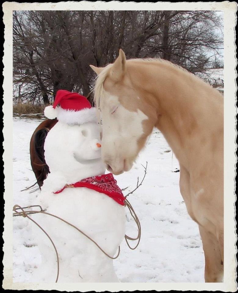 horse tweet media