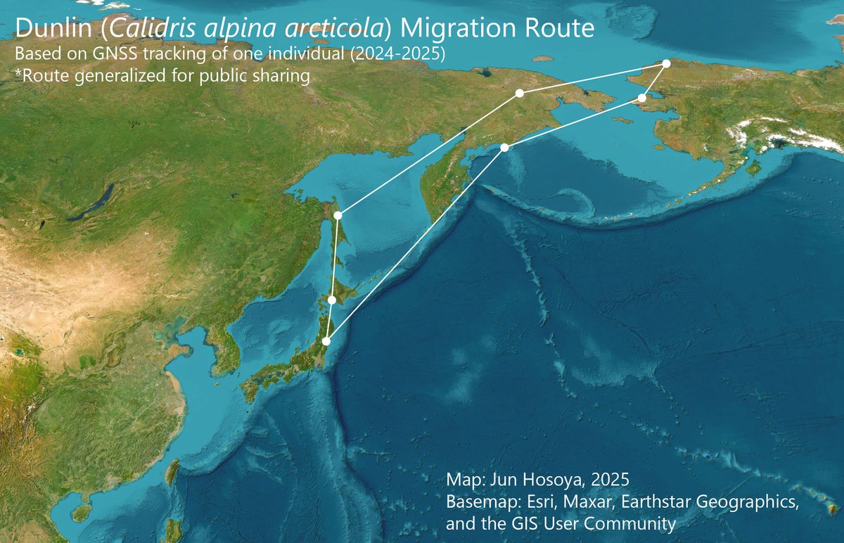 junhoso266's tweet photo. One of the Dunlins we tagged with a GNSS logger last winter has returned! The bird completed a round-trip migration of at least 13,500 km between Miyagi, Japan and the Arctic coast of North America—an incredible journey for a 60-gram bird. Truly amazing! https://t.co/el0MVRMoi6