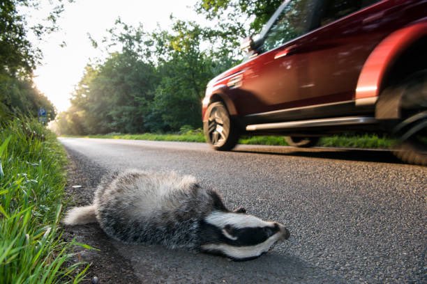 CrackedSidewlks's tweet photo. Let’s get this going #BadgerHateWeek #mubb https://t.co/dziOsQ7Zio
