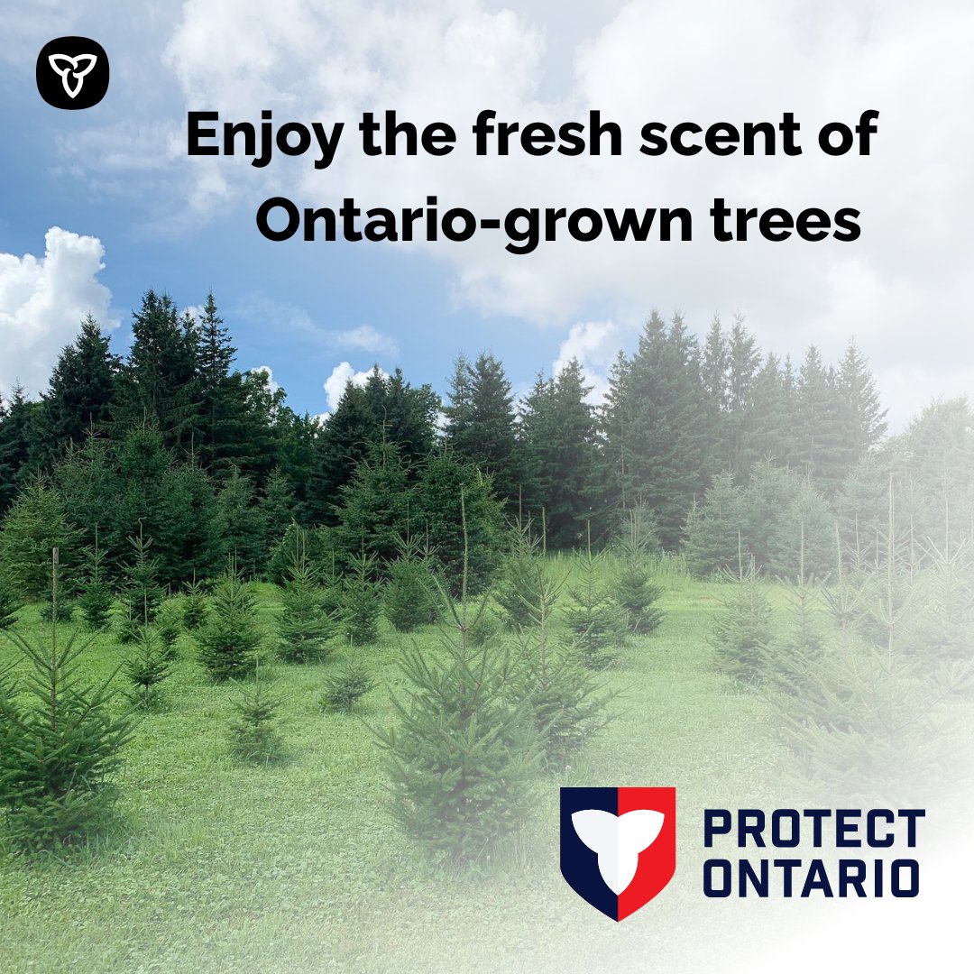 Meet new #OntarioWood partner Hepburn's Christmas Trees! Spread holiday cheer with the Hepburn family. Pick your own tree, enjoy the fresh pine scent, and make lasting memories with loved ones. Find your perfect tree: hepburnchristmastrees.com