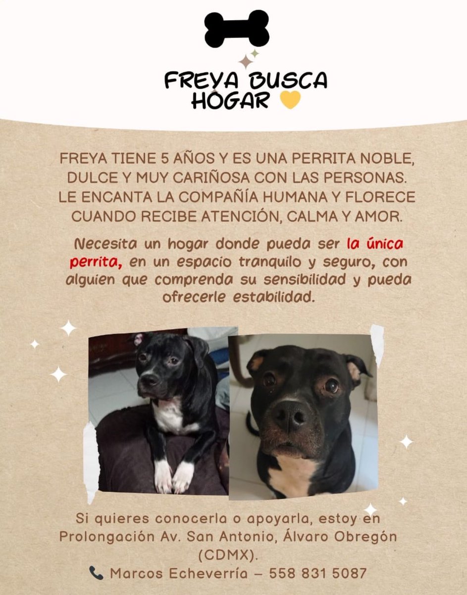 FundacionToby's tweet photo. Amigos,

Hay miles y miles de perritos buscando un hogar, sé que juntos haremos que muchos de ellos lo tengan, por favor compartamos muchísimo!! 

🩵🐾✨ https://t.co/37ZkZWOcoR
