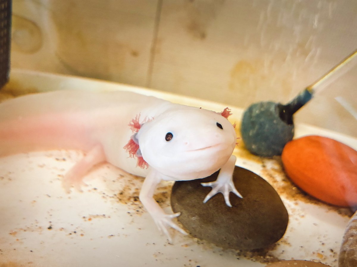 私の飼ってるういろうちゃん（ウーパールーパー）かわいいから見て 