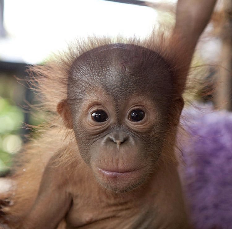 crazy azz orange boy tweet media