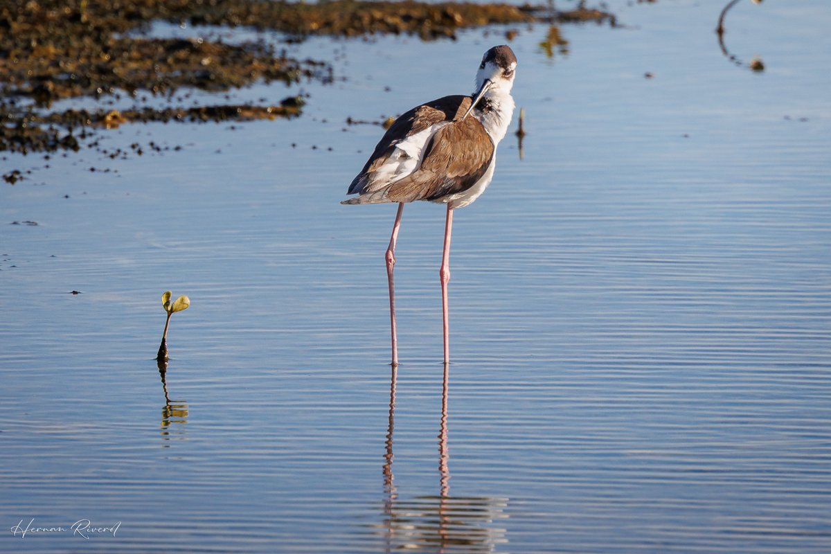 Black-necked Stilt (Himantopus mexicanus)
Captain Hook's Shrimp Farm and Restaurant, Belize
Dec 2025
#BirdsOfBelize #BirdsSeenIn2025 #birds #birdwatcher #BirdsOfX #BirdsOfTwitter
