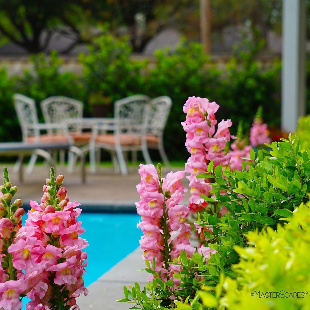 TheMasterScapes's tweet image. Warmer days and spring gardens are on our minds too. 🥶

What are you excited to plant this spring?