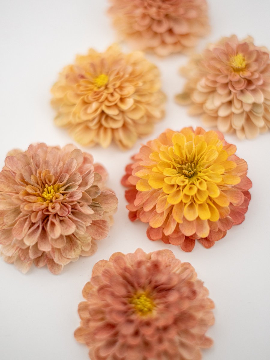 これ。砂糖。作った。ダリア。( °-°)