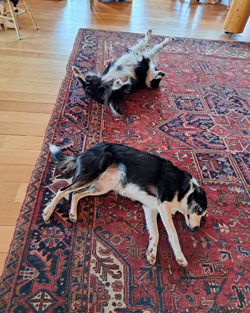 EVranch's tweet image. Bella wants a belly rub. Who wants to give her one? evranch.com