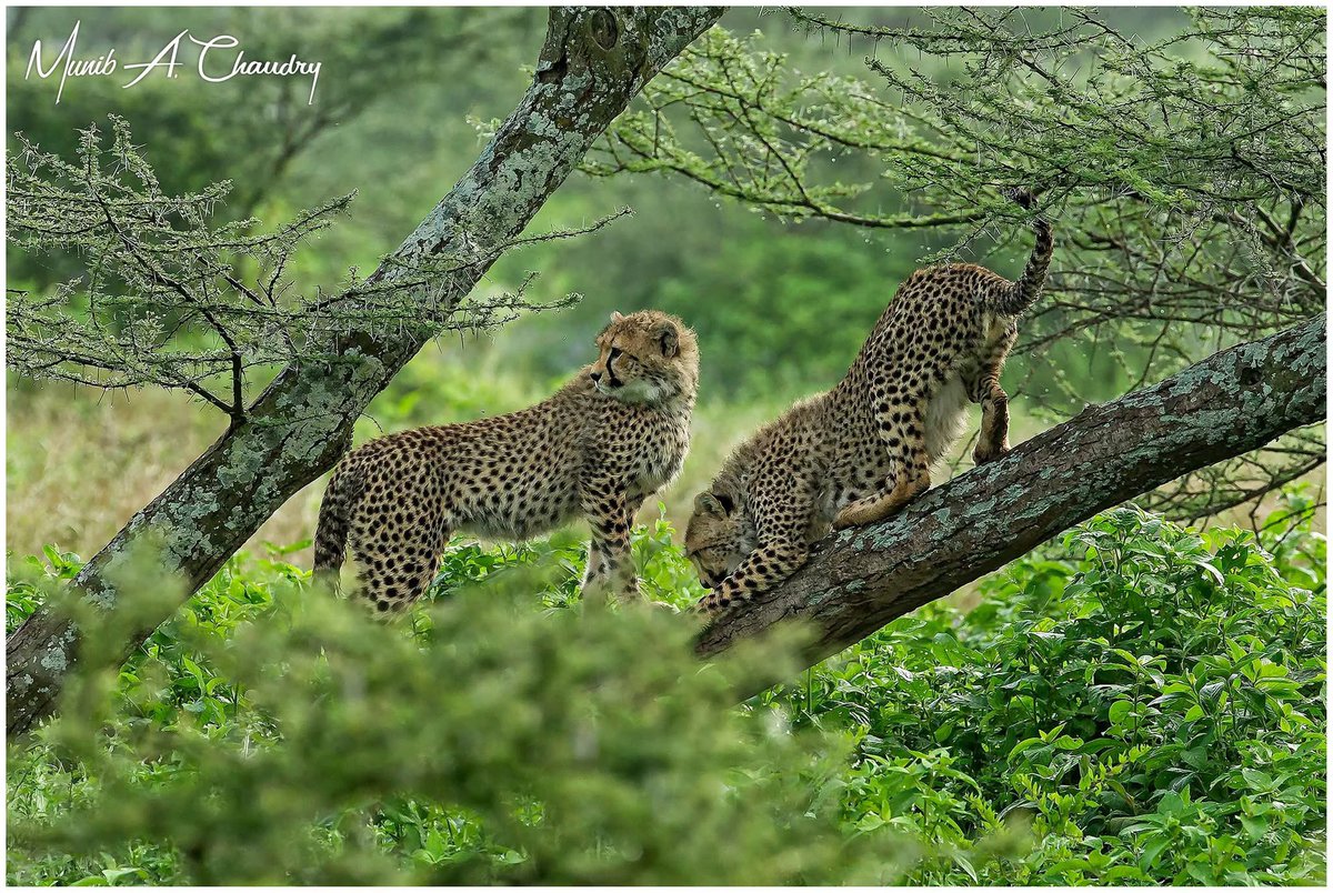 International Cheetah Day 2025!

4th of December is designated as the World Cheetah Day to raise awareness on the plight of these amazing species. 
<a href="/cheetahday/">맑음</a>