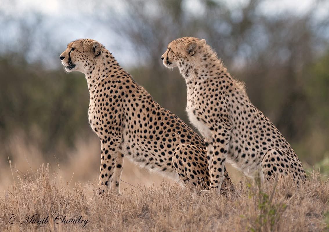 WildPixelSafari's tweet photo. International Cheetah Day 2025!

4th of December is designated as the World Cheetah Day to raise awareness on the plight of these amazing species. 
@cheetahday https://t.co/HFSmfGF5NG