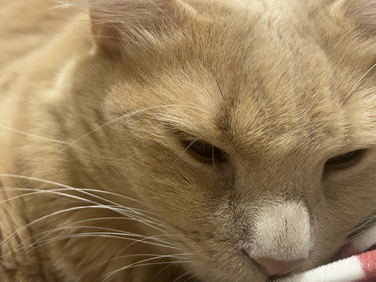 Dün gece rüyamda Şanslım balkondan düşüyordu ben tutamıyordum. Öldü sanarken çektiğim acıyı gerçekte yaşadım mı hiç bilmiyorum . Sonra alt balkon ağaçlarla doluymuş oraya düşmüş ölmemiş buluyorum onu. Ağzı kanlı falan. Ne acı çektim be rüya da Şanslım. Çok seviyorum seni