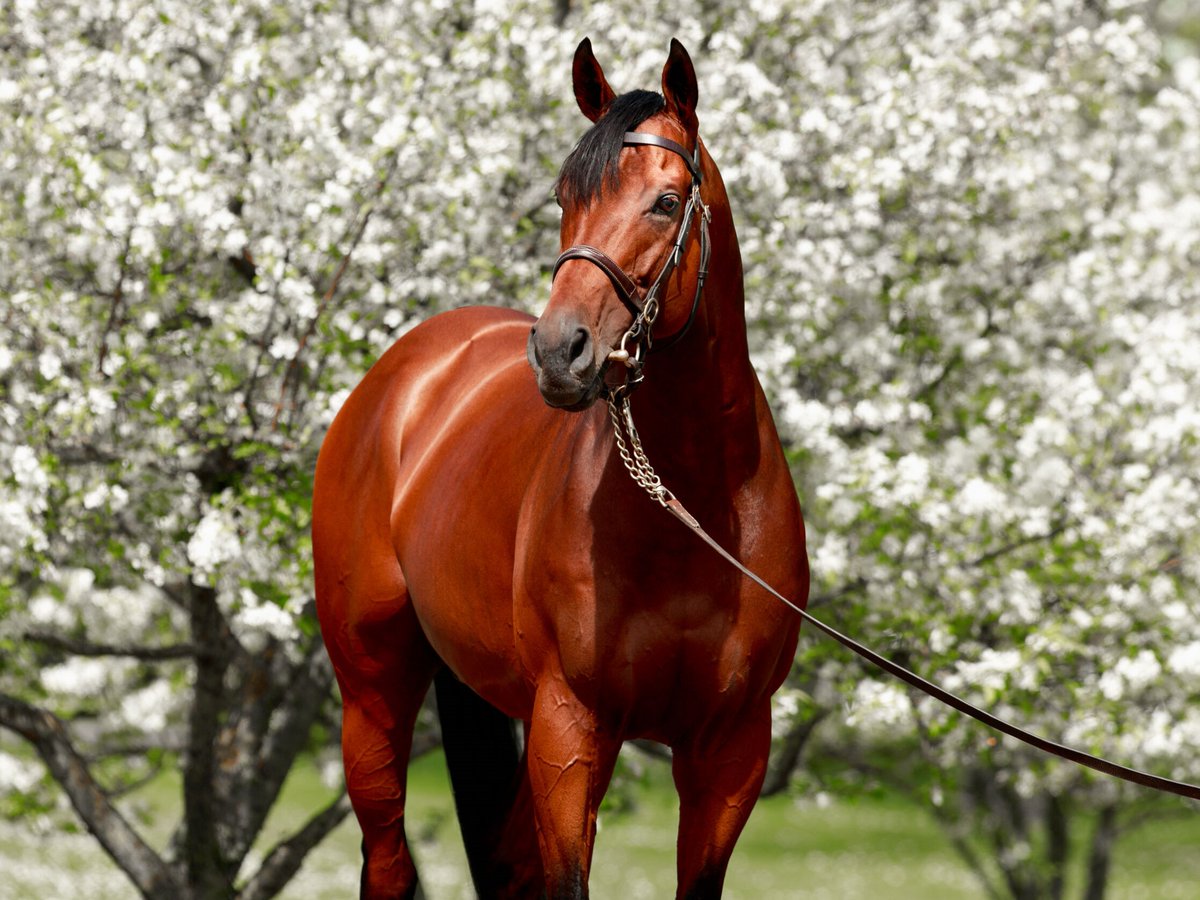 AgaKhanStuds's tweet photo. 💫 𝐃𝐨𝐧'𝐭 𝐦𝐢𝐬𝐬 𝐭𝐡𝐞 𝐟𝐢𝐫𝐬𝐭 𝐟𝐨𝐚𝐥𝐬 𝐛𝐲 𝐄𝐫𝐞𝐯𝐚𝐧𝐧! 💫

✅ By Dubawi out of 3x Gr.1 winner #Ervedya (#Siyouni)
✅ Gr.2 winning miler
✅ Placed in the Gr.1 Prix Jacques Le Marois
✅ Winner of 4 races at 2 &amp; 3

See his foals @InfoArqana ➡️https://t.co/HM082A55OF https://t.co/ajfRoRrrSm
