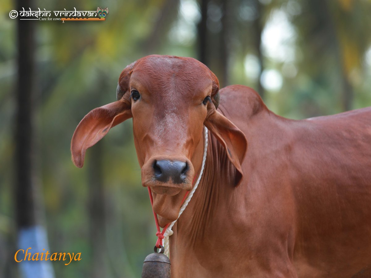 Dakshin Vrindavan tweet media