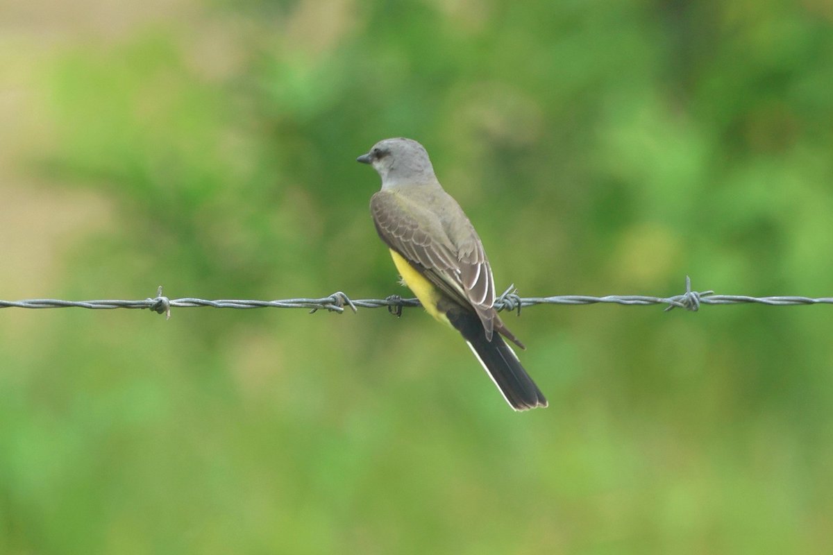 Species: Western Kingbird (Tyrannus verticalis)
Location: Spanish Lookout, Cayo, Belize
Status in Belize: Rare non-breeding migrant
Photo📷: Leslie Penner
#BirdsofBelize #BirdsSeenIn2025 #birds #BirdsofX #BirdsOfTwitter