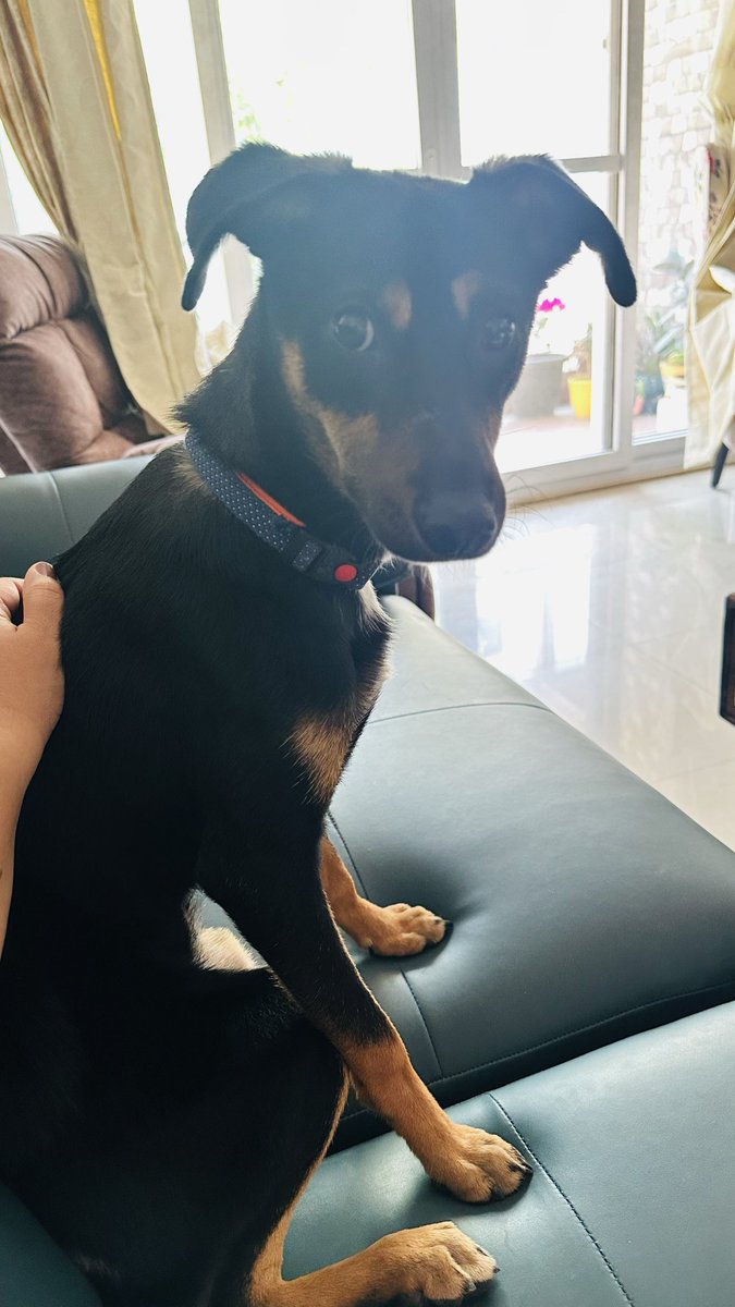 anusaraswat88's tweet photo. A huge thanks to the @airindia team for making our 1st pet travel exp so smooth 🐶
From customer care to the pet team to the on-ground staff at BLR T2, everyone was so kind, patient and reassuring.
Special shoutout to Kajal, Monir Anjum, Ayman, Anshu Kashyap, and @RonitBaugh 🙏🏽❤️ https://t.co/vHaNCo3G7s