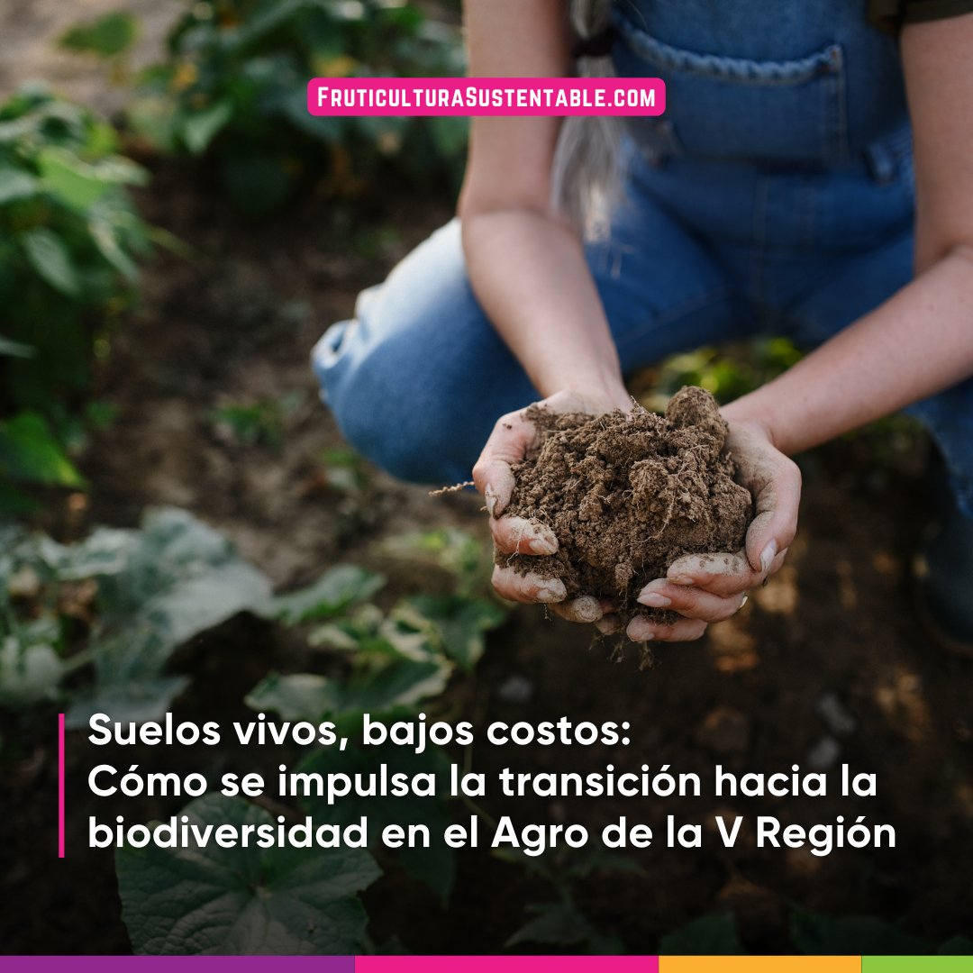 🌱 #Agro | Suelos vivos, bajos costos: Cómo se impulsa la transición hacia la biodiversidad y la salud de los suelos en el Agro de la Región de Valparaíso

👉 Toda la información en: portalagrochile.cl/2025/11/13/sue…