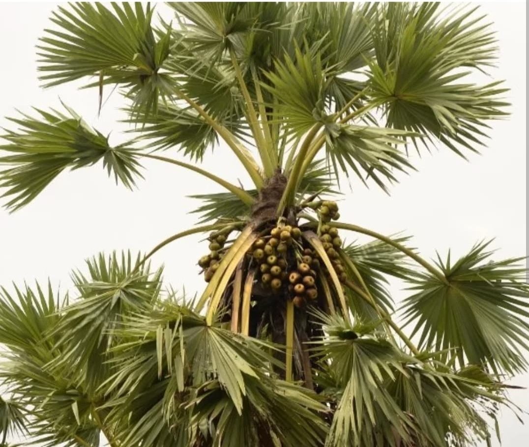 Simbarashe Mudavanhu tweet media