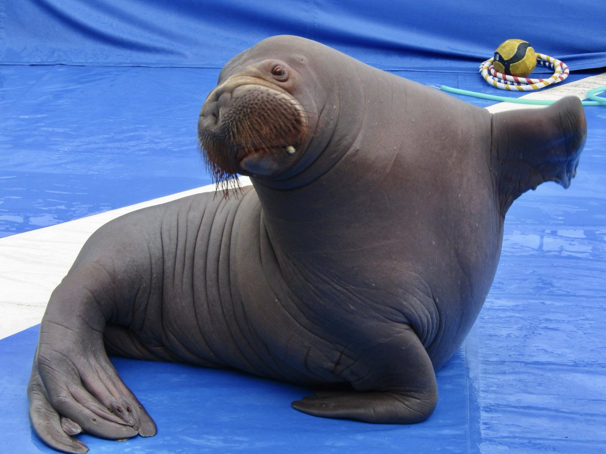 高品質 セイウチ（Walrus）頭骨 ♂ ※ CITESコピー付 ☆ 即納 ☆ 高品質