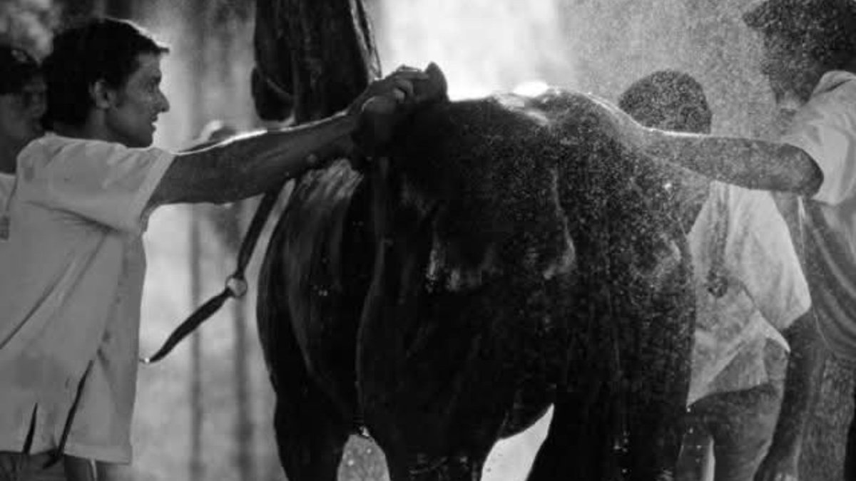 #EstrésCalórico ¡El calor también impacta en los caballos!🌡🐎 
¿Síntomas? 
Sudoración marcada, respiración acelerada, debilidad, apatía y T° mayor a 38,5°
¿Cómo prevenirlo? 
✅️ Sombra
✅️ Agua fresca 
✅️ Ventilación 
✅️ Planificar el trabajo en los momentos más templados