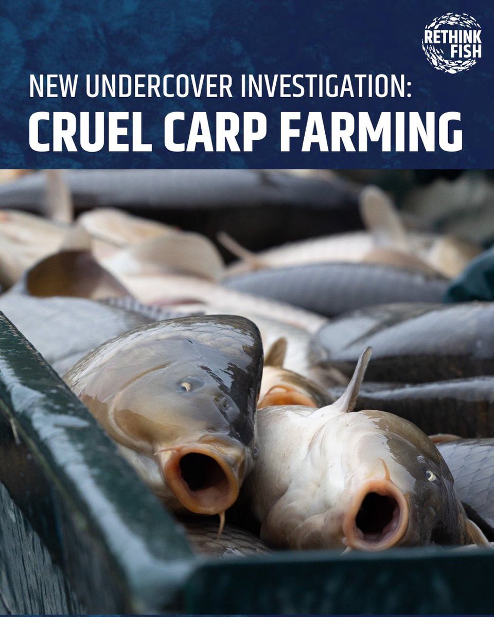 The way humankind treat fish is truly cruel and devastating for these sentient creatures 
Pls see <a href="/ciwf/">Compassion in World Farming UK</a>’s investigation into the horrific and shocking levels of suffering on EU carp farms with severe overcrowding, rough and improper handling, fish gasping for air, inhumane