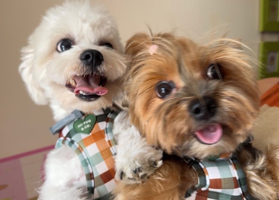 elrioylaplaza's tweet photo. ellos cuando ven parejas de animales: omg nosotros https://t.co/S6uHu1vgoi
