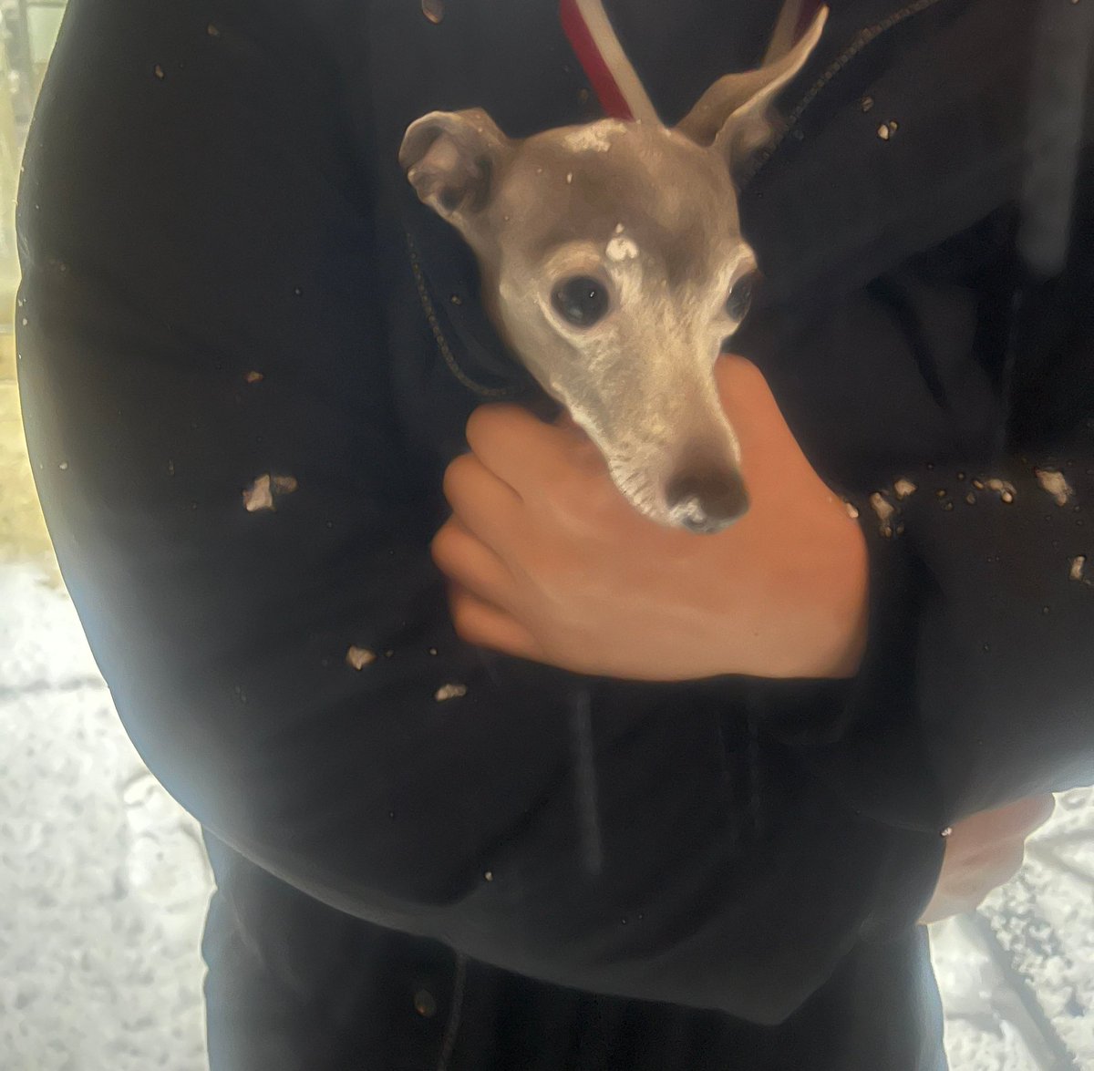 spillthevins's tweet image. 251204 🦌🐶💬 23:12 TST

: y/n!!!
: i heard it’s snowing lots in korea~~~
: but since i’m not in korea
: 📸
: look at eumppappa who’s thereㅎㅎㅎㅎ