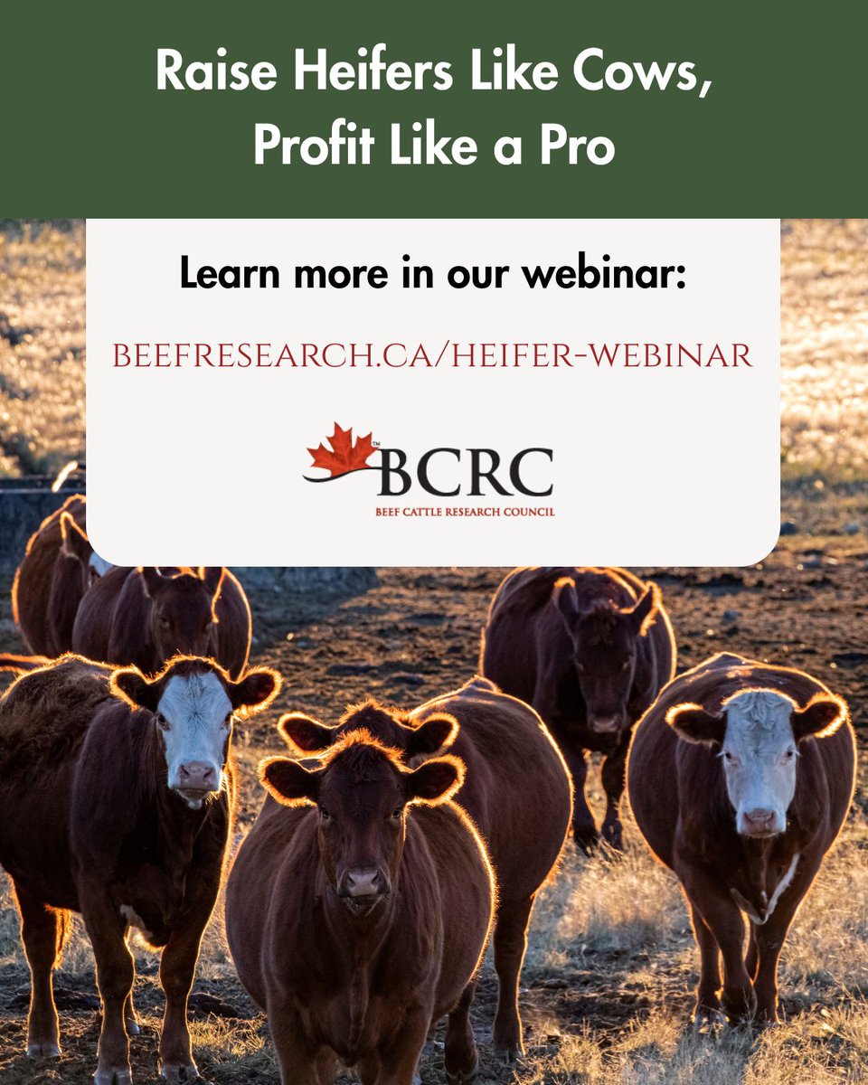 Beef Cattle Research Council tweet media