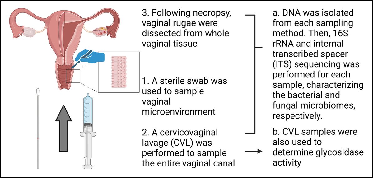MicrobesInfect's tweet image. Methods to characterize the vaginal #microbiome in a rhesus macaque model of Simian Human Immunodeficiency Virus (SHIV) transmission uncover epithelium-associated enrichment of #Prevotella

sciencedirect.com/science/articl… #OpenAccess #AIDS