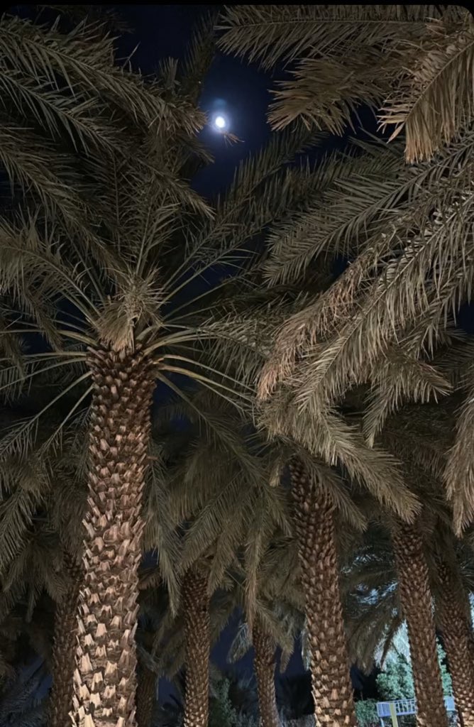 لو هواك يحرك أطراف النخيل
والله إني لا احسد حظوظ السعف