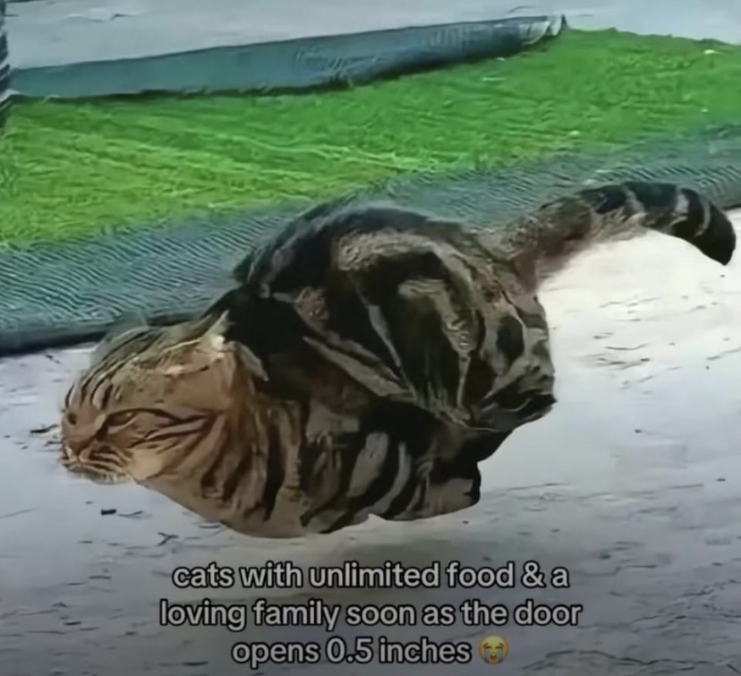 contents that ll heal your depression 🌻 (@catshealdeprsn) on Twitter photo 